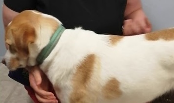Nail Trimming