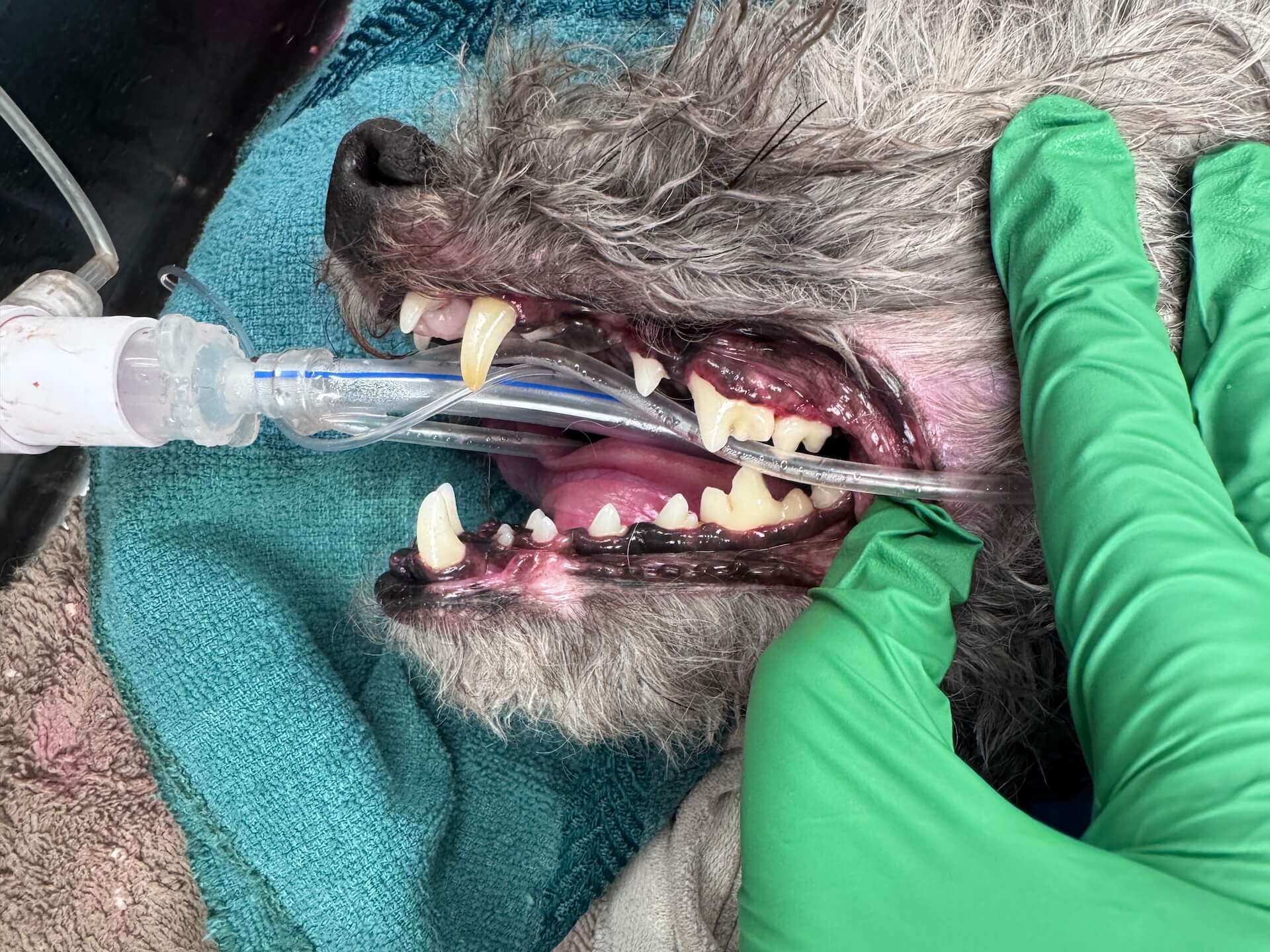 Pet Dental Cleaning After