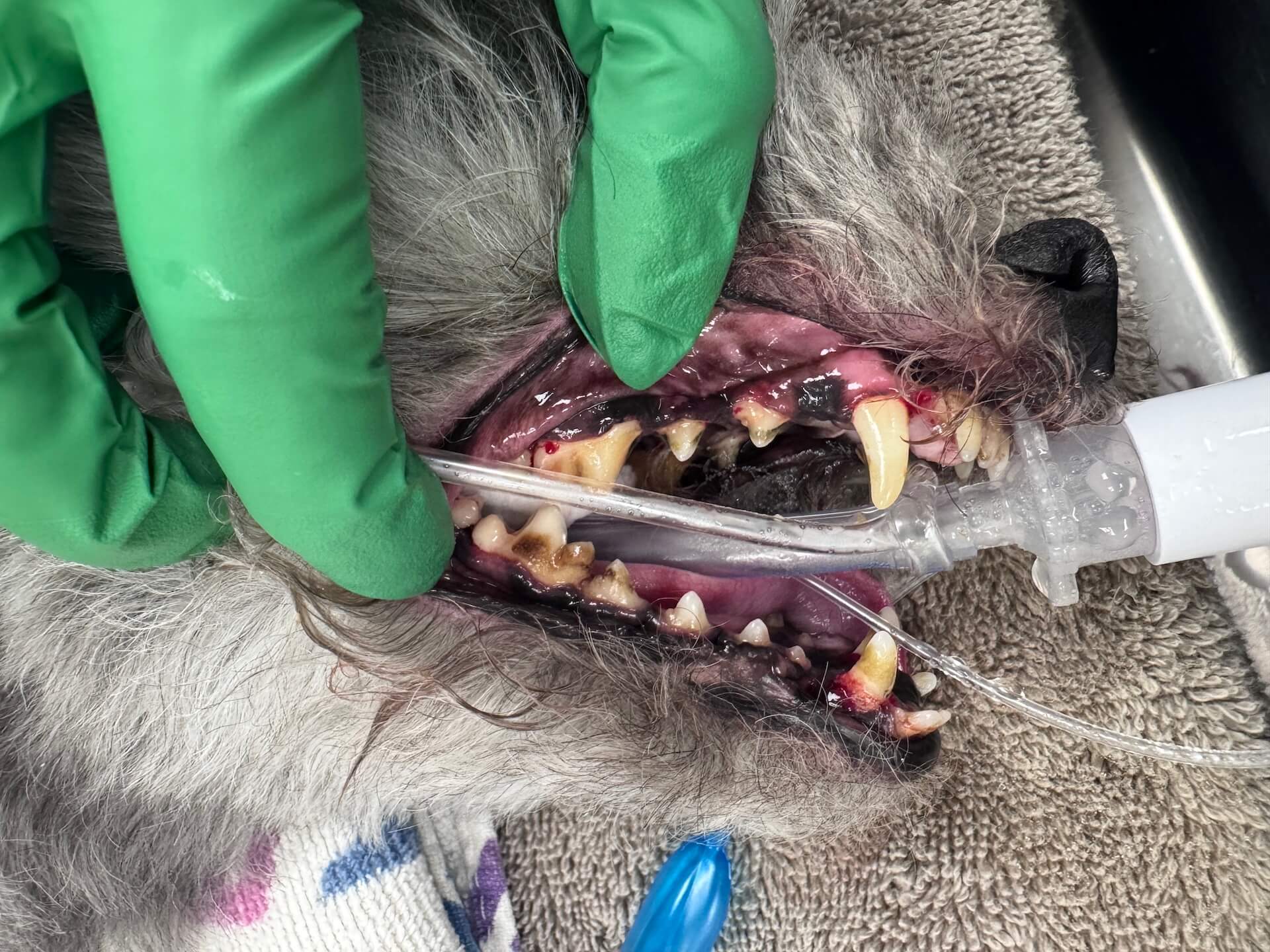 Pet Dental Care Before