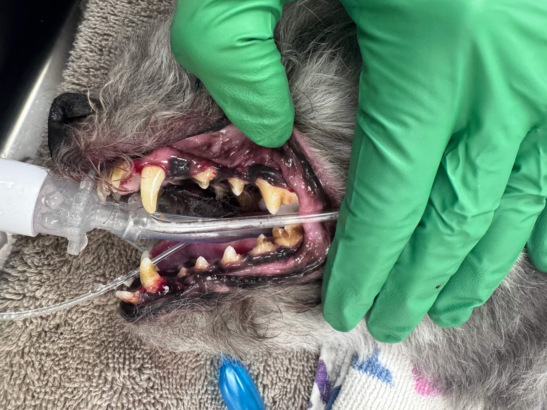 Pet Dental Cleaning Before