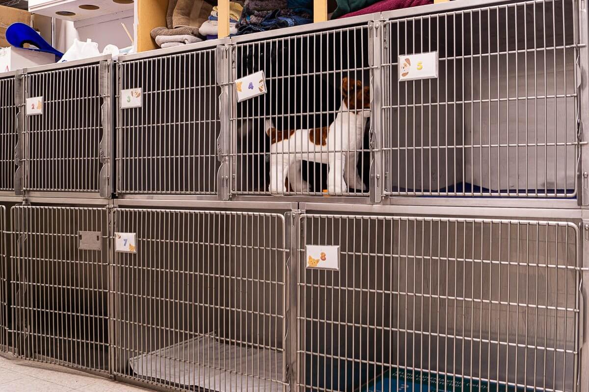 Boarding kennels