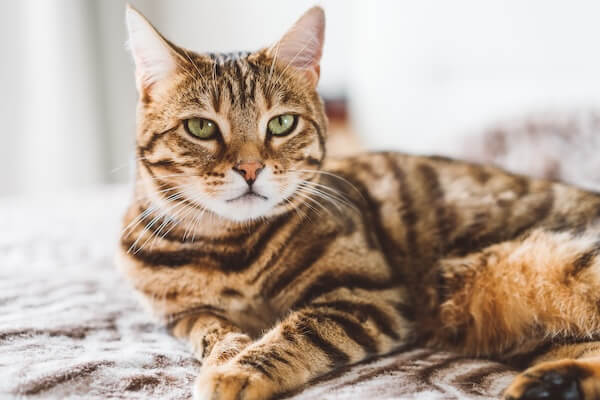 Cat Behaviour Consultation in Saskatoon