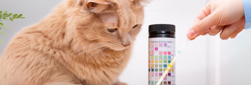 Cat Blood tests in Saskatoon Cat Blood tests in Saskatoon