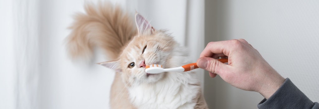 Cat Dentistry in Saskatoon Cat Dentistry in Saskatoon
