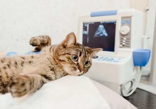Cat Diagnostic Imaging Services in Saskatoon