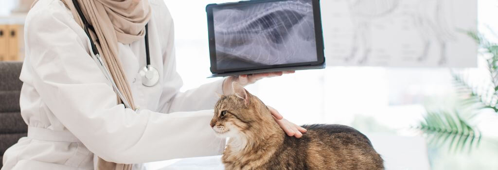 Cat Diagnostics in Saskatoon Cat Diagnostics in Saskatoon