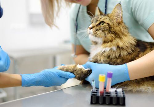 Cat Lab Work Services in Saskatoon