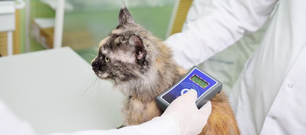 Cat Microchip Scan in Saskatoon Cat Microchip Scan in Saskatoon