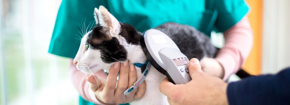 Cat Microchip Services in Saskatoon Cat Microchip Services in Saskatoon