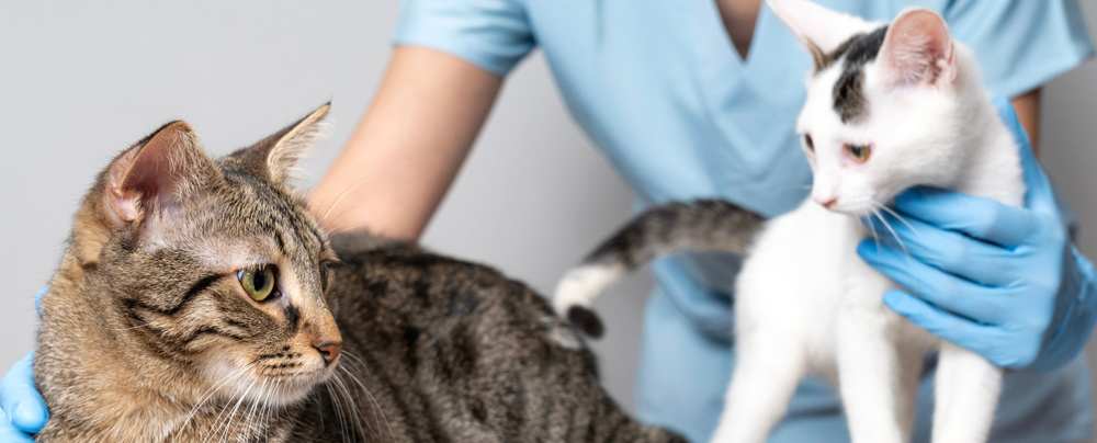 Cat Vaccine Schedule in Saskatoon Cat Vaccine Schedule in Saskatoon