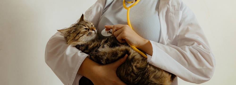 Cat Veterinary Exam in Saskatoon Cat Veterinary Exam in Saskatoon