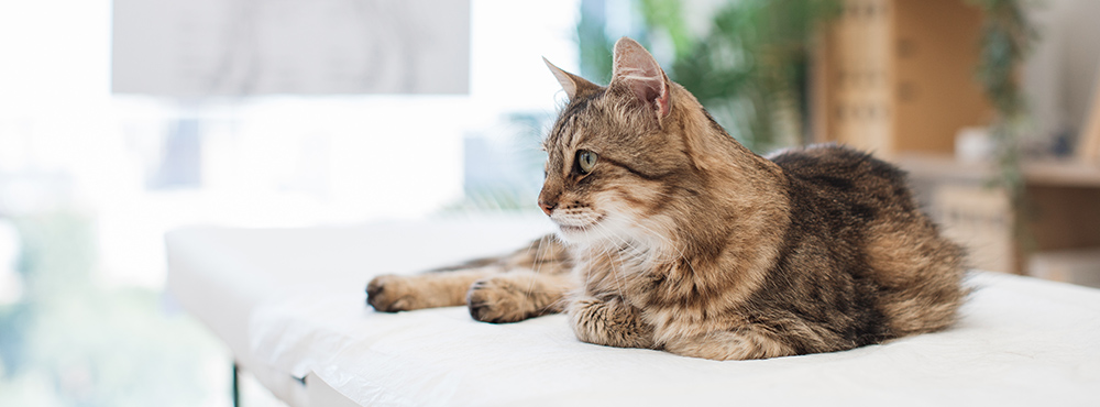 Cat Wellness Checkups in Saskatoon Cat Wellness Checkups in Saskatoon