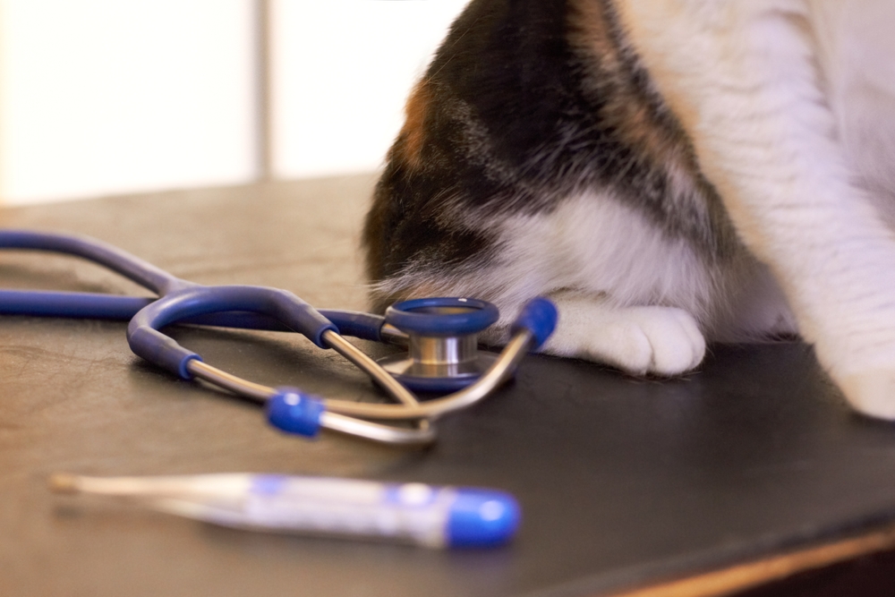 Cat Wellness Exam in Saskatoon Cat Wellness Exam in Saskatoon