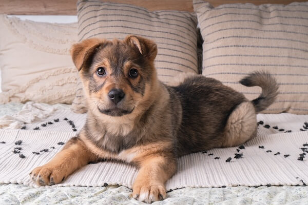 Dog Behavior Consultation in Saskatoon