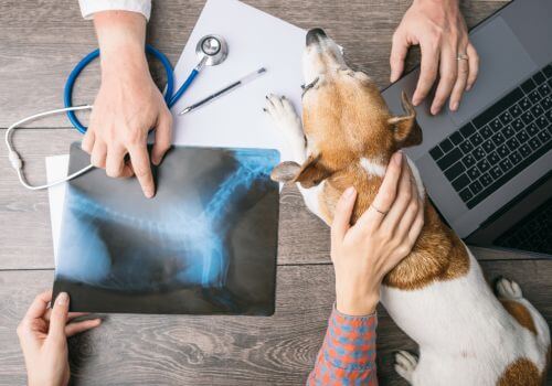 Dog Digital Imaging in Saskatoon
