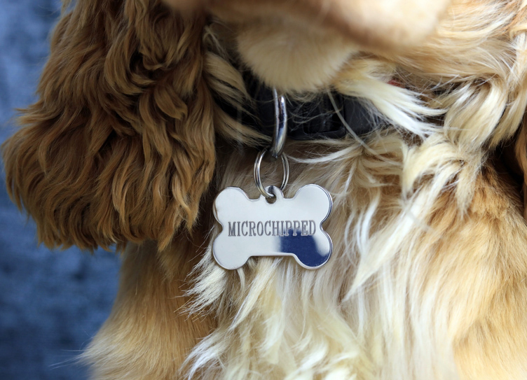 Dog Microchipping in Saskatoon