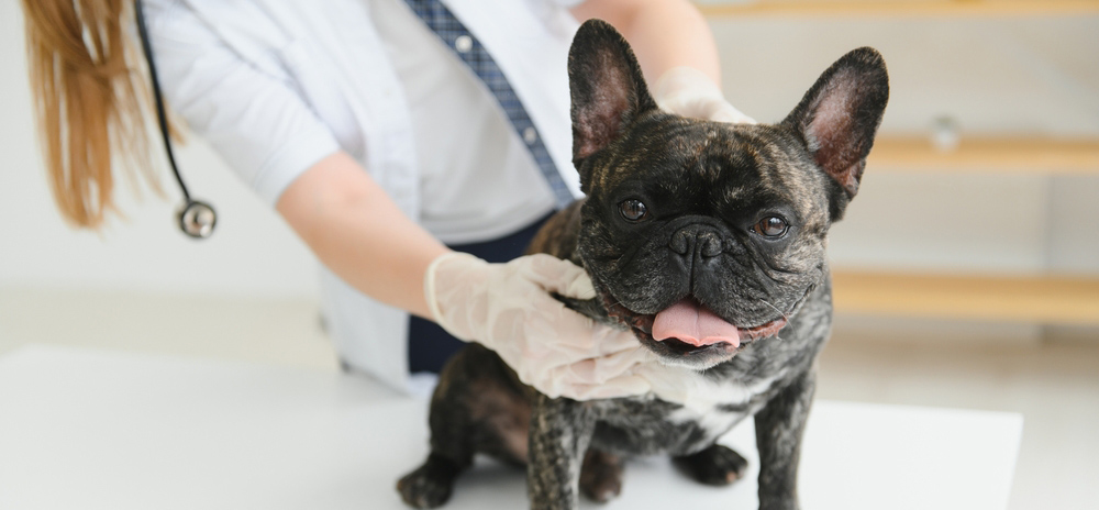 Dog Vaccinations in Saskatoon Dog Vaccinations in Saskatoon