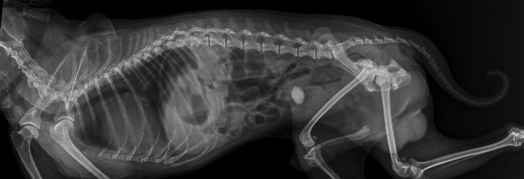 Dog Xrays in Saskatoon Dog Xrays in Saskatoon