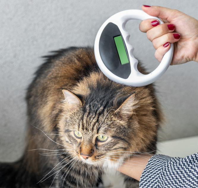 Pet Microchipping in Saskatoon